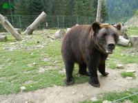 Реабилитационный Центр Бурого Медведя